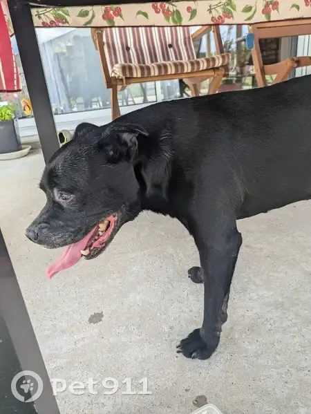 Bouledogue noir paralysé trouvé à Chasnais - photo