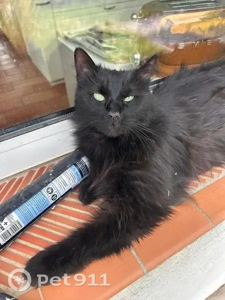 Chat noir Zico, 2 ans, disparu à Draguignan - photo