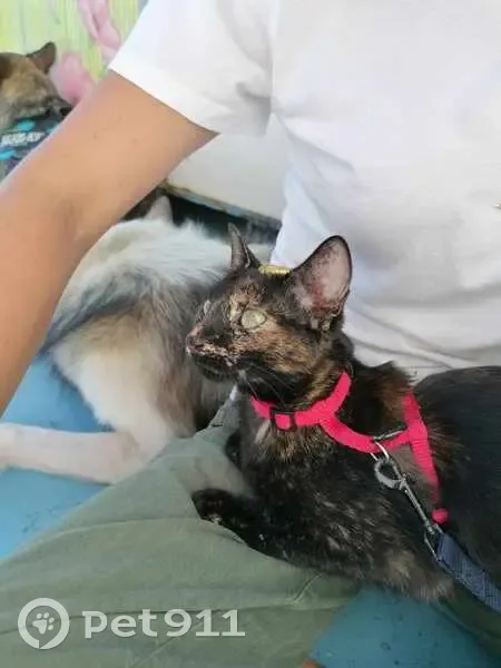 Chat écaille de tortue perdu à Messanges - photo