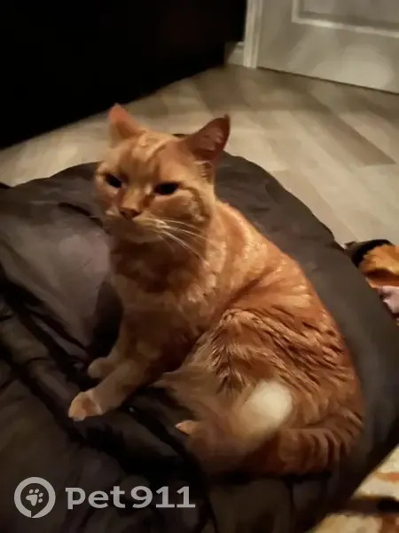 Chat roux trouvé, recherche nouvelle famille - photo