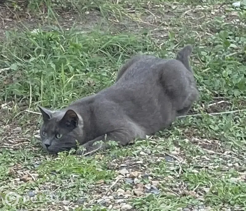 Chatte grise perdue à Bléré, 2 ans, pucée - photo