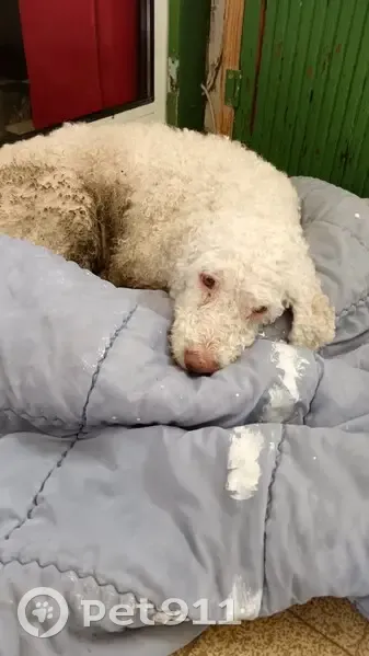Chien trouvé non pucé à Brignon - photo