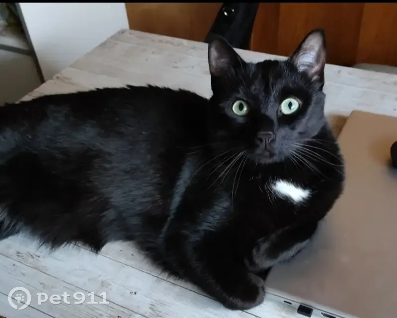 Chat noir européen perdu à Geispolsheim - photo