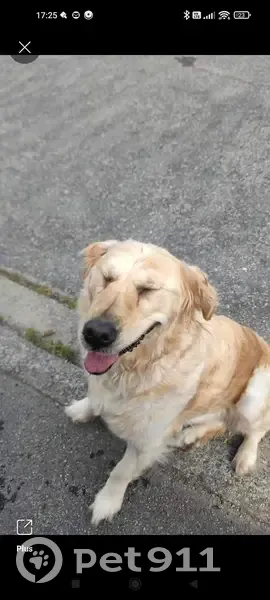 Chienne golden blessée trouvée à Lanester - photo
