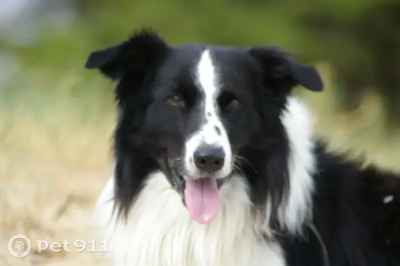 Perdu : Deux border collies à Tesson - photo