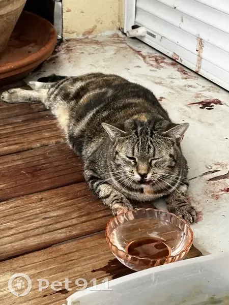 Chat blessé trouvé non pucé à Aix-les-Bains - photo
