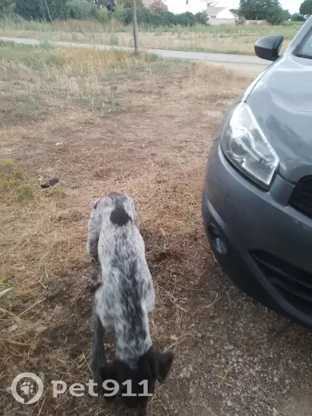 Chien mâle 2 ans trouvé à Saint-Just - photo
