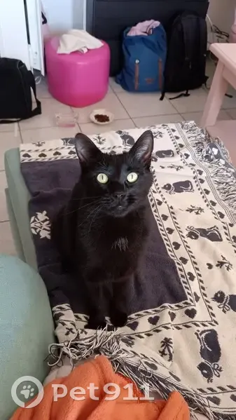 Chatte noire amicale trouvée Rue Victor Hugo - photo