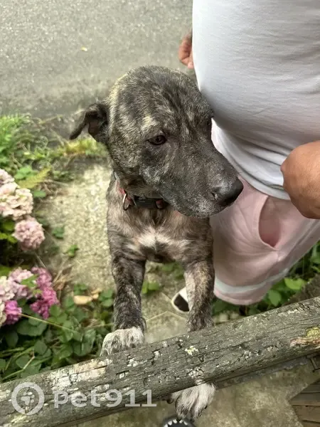 Chien trouvé : Allée du Château, Saint-Cricq - photo
