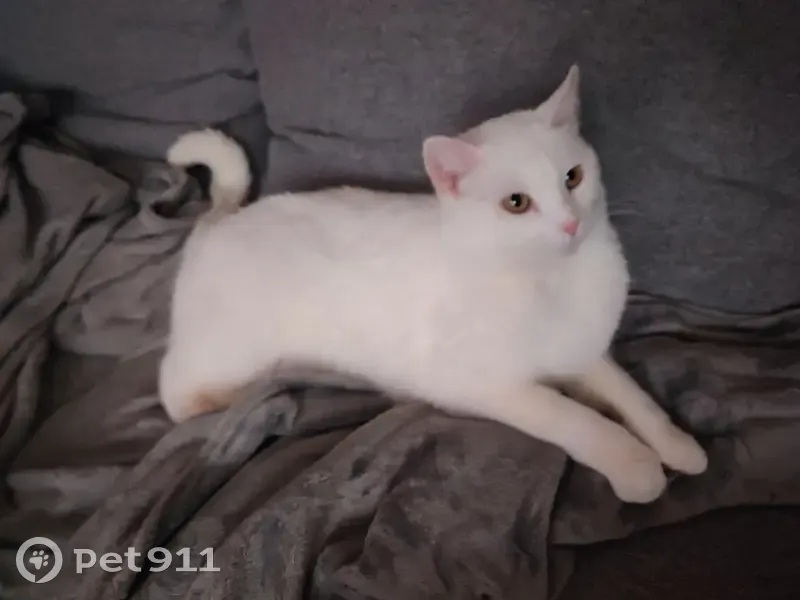 Chat Européen blanc perdu à Fourchambault - photo