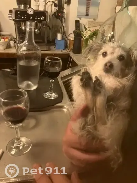 Petite chienne craintive trouvée près d'Aligre - photo