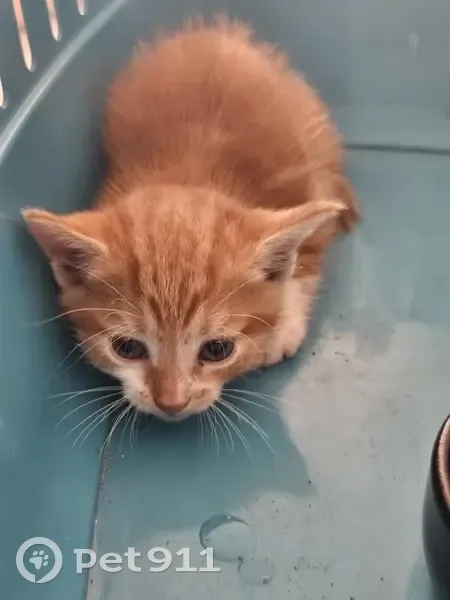 Chaton roux trouvé à Auchan Portes-lès-Valence - photo