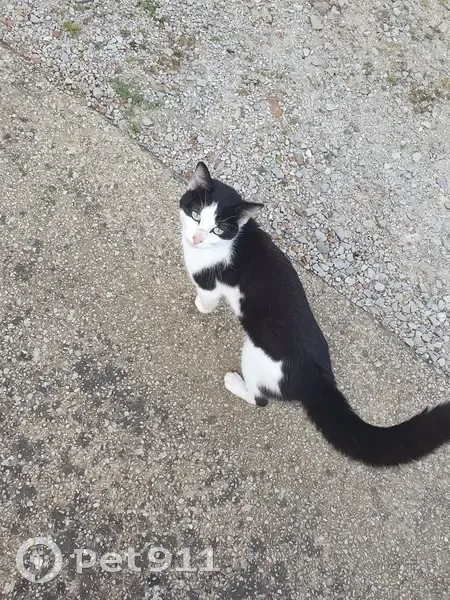 Chat noir et blanc trouvé à Tourouvre au Perche - photo