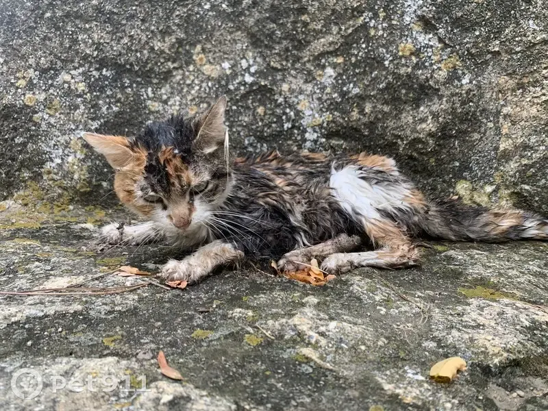 Petite chatte tricolore trouvée à Charleval - photo