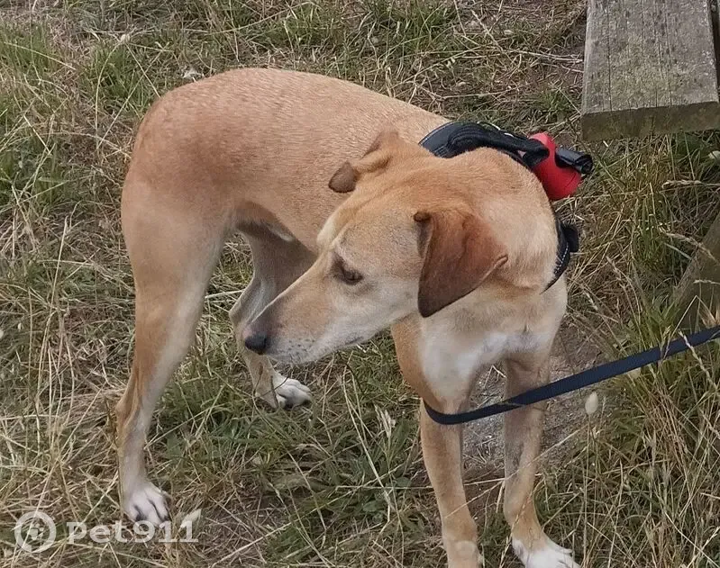 Chien perdu à Benon : grand marron, 3 ans, pucé - photo