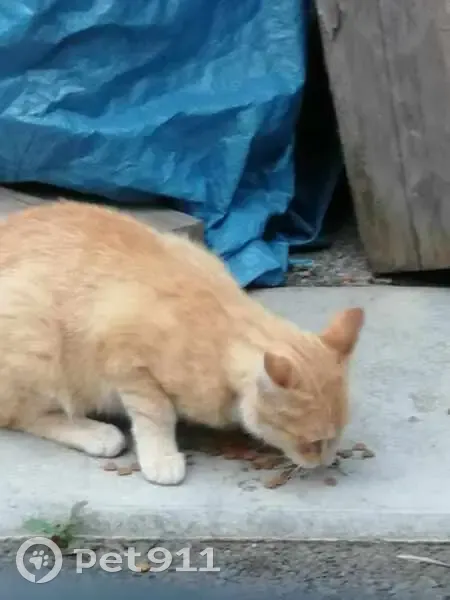 Chat roux trouvé entre télécabine et rue Charmette - photo