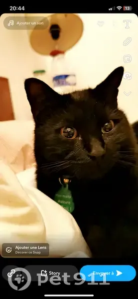 Chatte européenne disparue à Cébazat - photo