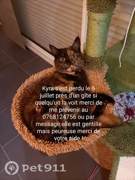 Chat perdu : Kyra écaille de tortue à Caffiers - photo