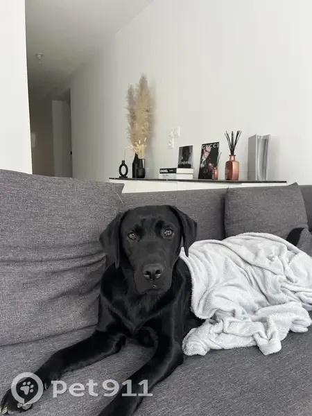 Labrador noir femelle perdu à Toulouse - photo