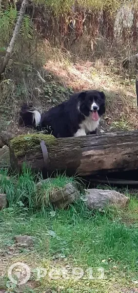 Border Collie femelle 6 ans disparue Orcières - photo