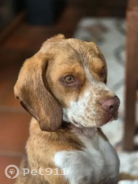 Beagle trouvé à Quinsac, recueilli chez moi - photo