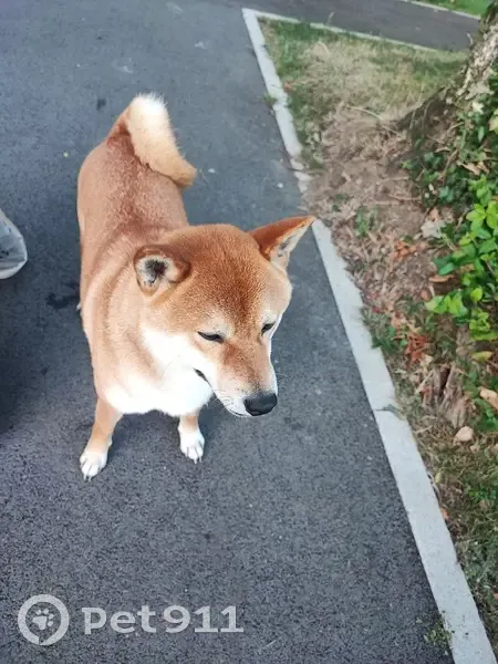 Chien fauve trouvé, mâle Akita à Caen - photo