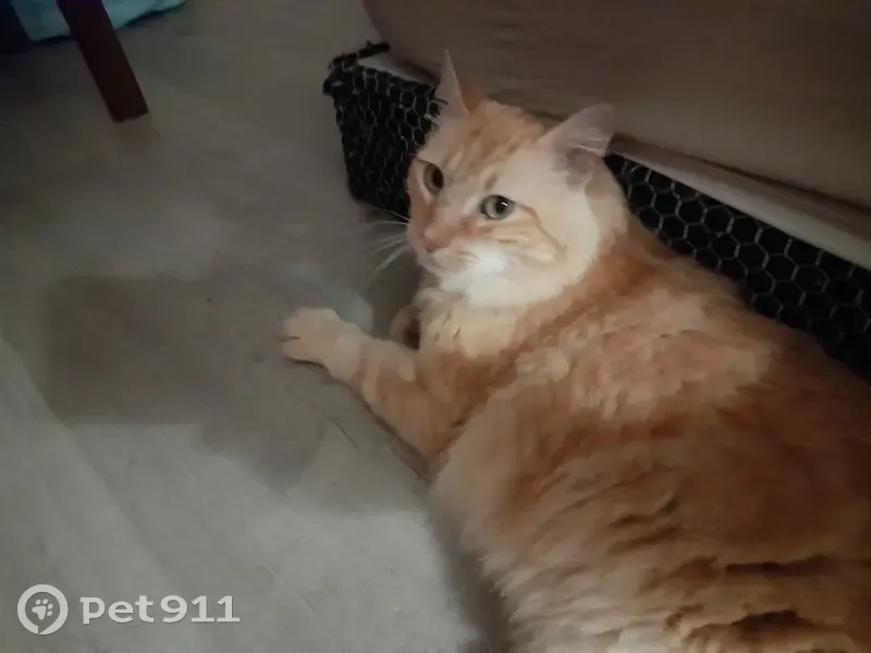Chat roux câlin trouvé à Boucau - photo