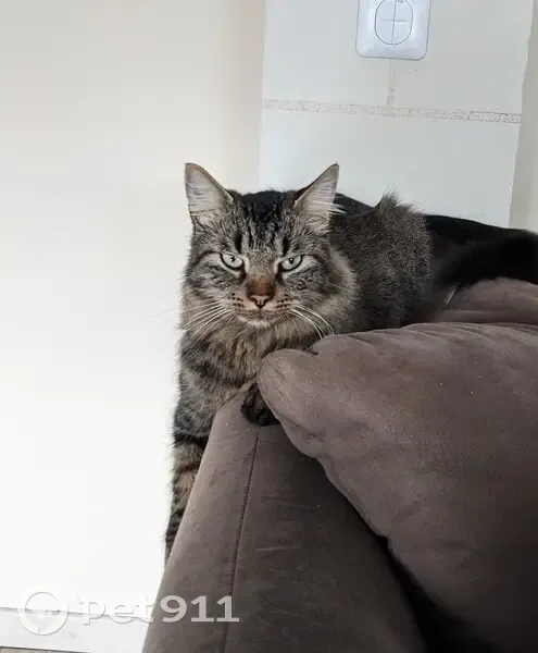 Chat perdu à Limeray depuis le 10 juillet - photo