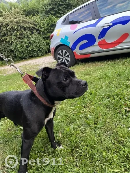 Staffie mâle noir trouvé à Vinay - photo