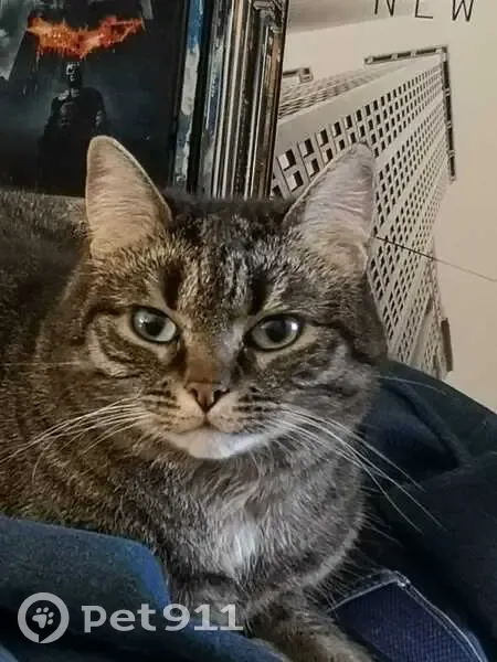 Chatte européenne perdue, Rue des Remparts - photo
