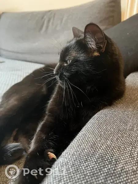 Chat Noir Pablo Disparu à Lille - photo