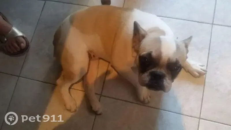 Bouledogue femelle disparue Rue des Ormes - photo