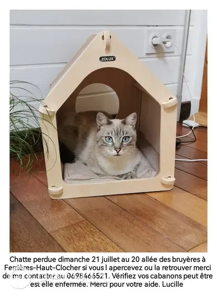 Chatte 2 ans disparue à Ferrières-Haut-Clocher - photo