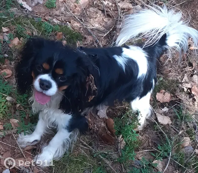 Chien perdu à Lempdes-sur-Allagnon - photo