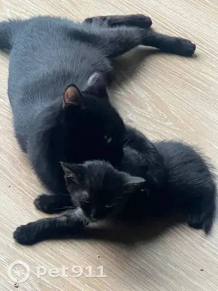 Chatons disparus à Gex, contactez 0777441375 - photo