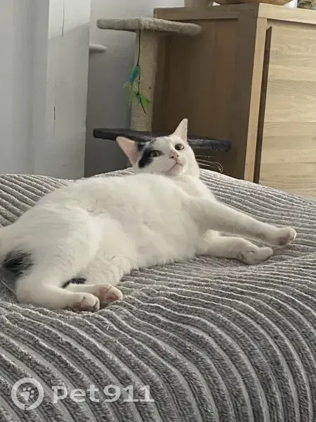 Chat mâle blanc/noir disparu à Elbeuf - photo