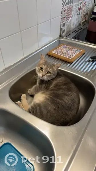 Chat gris craintif disparu à Orléans - photo