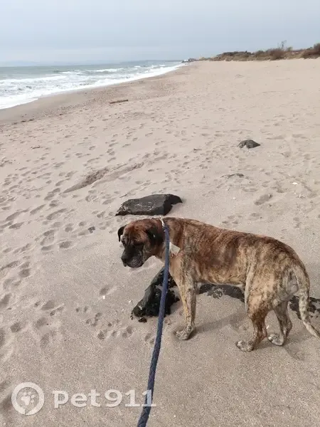 Chien disparu : Dogo de Canario bringé - photo