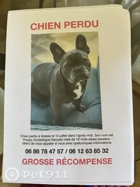 Chiot bouledogue gris foncé perdu à Grasse - photo