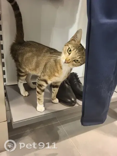 Chatte trouvée gestante Rue d'Ardelay, 440 - photo