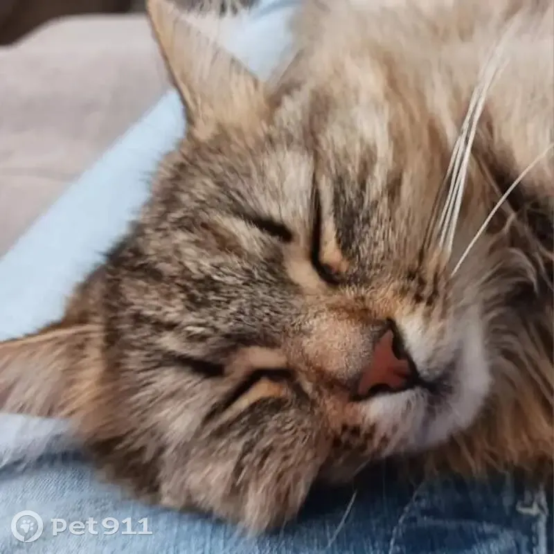 Chat perdu : Suzy a sauté de la fenêtre - photo