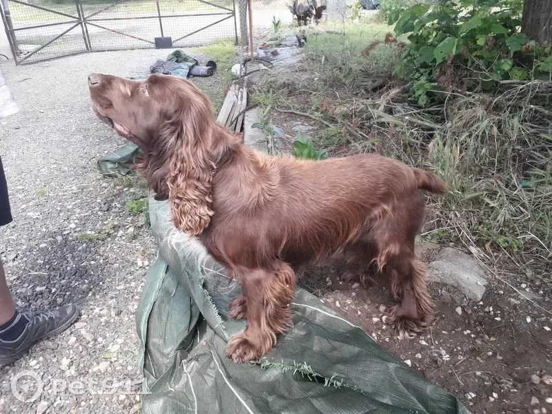 Chien marron croisé perdu à Fercé-sur-Sarthe - photo