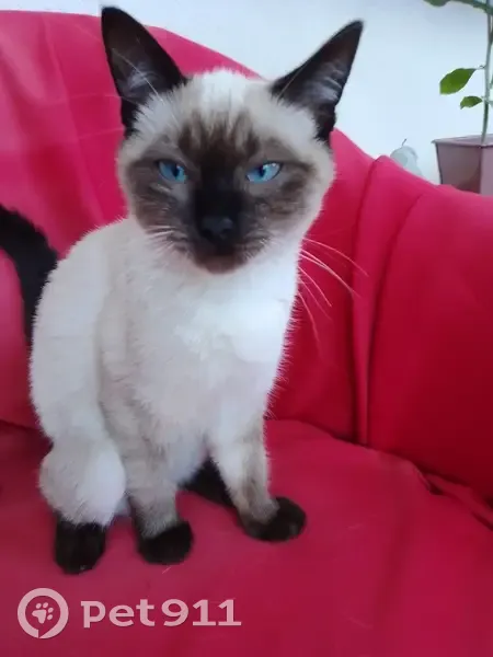 Chat mâle siamois 6-7 mois trouvé à Gestel - photo