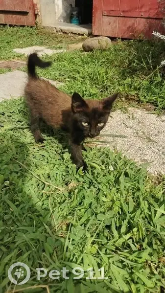 Chaton noir et marron trouvé à Hasparren - photo