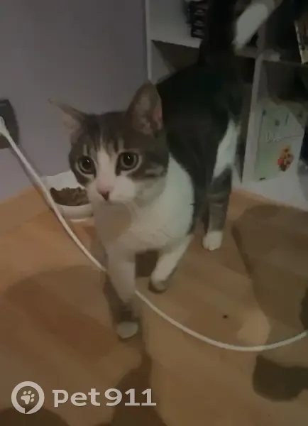 Chat tigré gris et blanc perdu à Lisses - photo