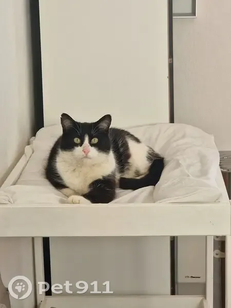 Chat perdu : Cookie, noir et blanc, 10 ans - photo