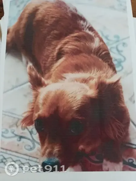 Chien disparu: croisé teckel/corgi, Amilly - photo