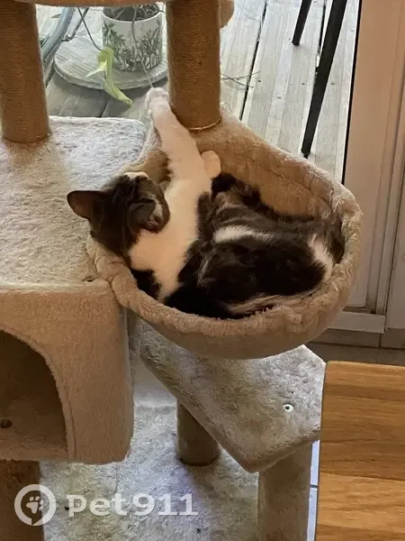 Chatte grise et blanche disparue à Avignon - photo