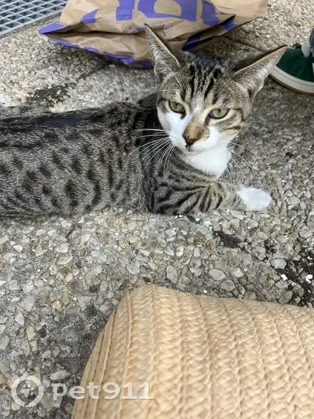 Chaton tigré yeux verts trouvé à Versailles - photo