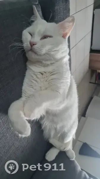 Chat blanc perdu, œil vairon, Duerne - photo